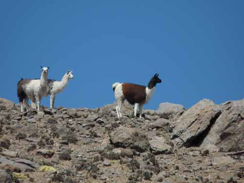 04-Chile-Putre-Lauca-Surire-078