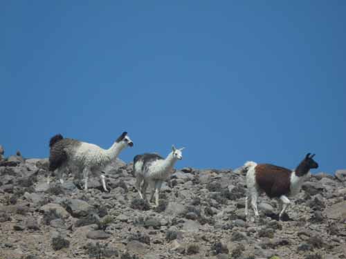 04-Chile-Putre-Lauca-Surire-082