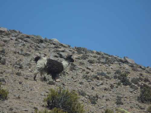 04-Chile-Putre-Lauca-Surire-084