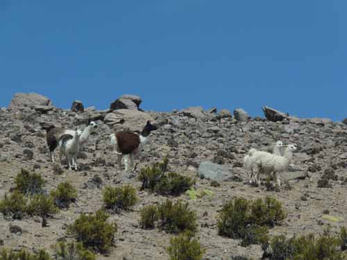 04-Chile-Putre-Lauca-Surire-085