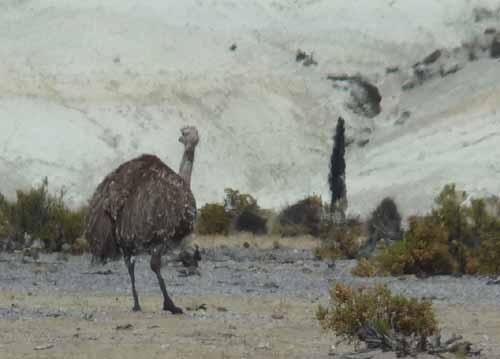 04-Chile-Putre-Lauca-Surire-105a