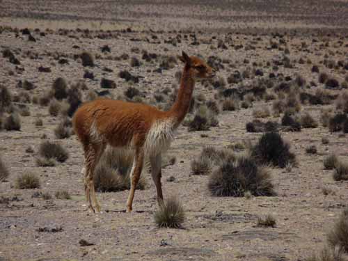 Vicuna, Chile