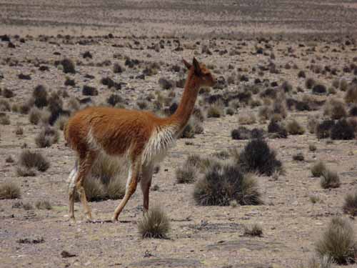 04-Chile-Putre-Lauca-Surire-109