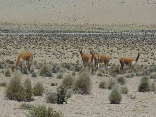 04-Chile-Putre-Lauca-Surire-112