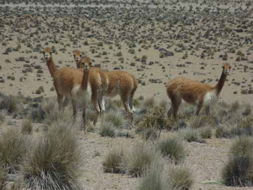 04-Chile-Putre-Lauca-Surire-113