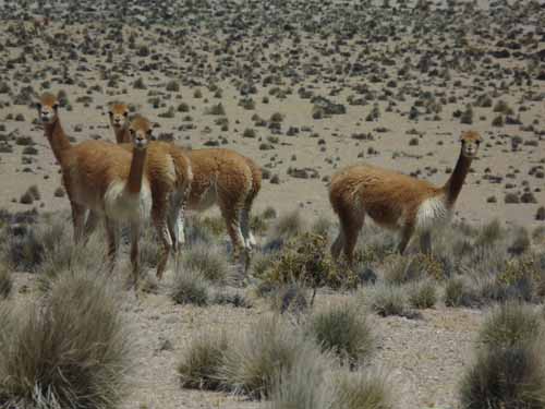 04-Chile-Putre-Lauca-Surire-114