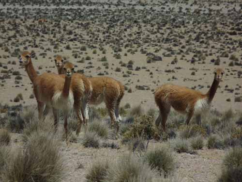 04-Chile-Putre-Lauca-Surire-115