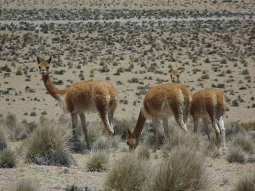 04-Chile-Putre-Lauca-Surire-117