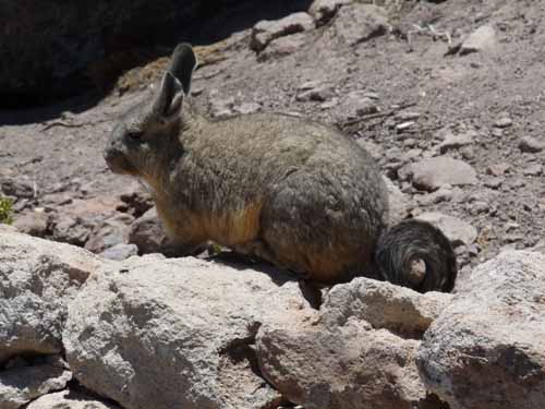 04-Chile-Putre-Lauca-Surire-127