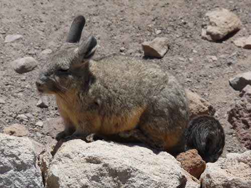 04-Chile-Putre-Lauca-Surire-128