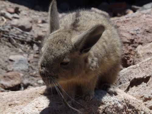 04-Chile-Putre-Lauca-Surire-136