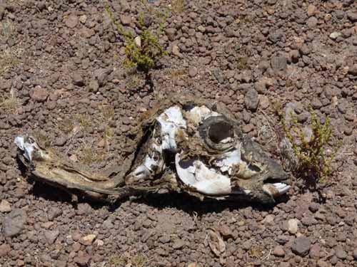 04-Chile-Putre-Lauca-Surire-159