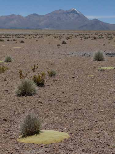 04-Chile-Putre-Lauca-Surire-163