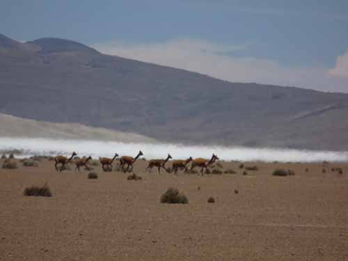 04-Chile-Putre-Lauca-Surire-182