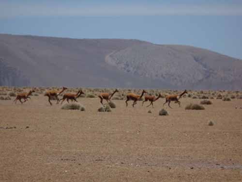 04-Chile-Putre-Lauca-Surire-187