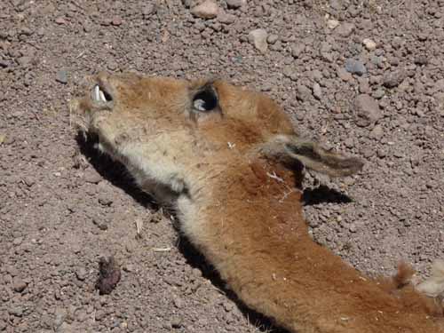 04-Chile-Putre-Lauca-Surire-194