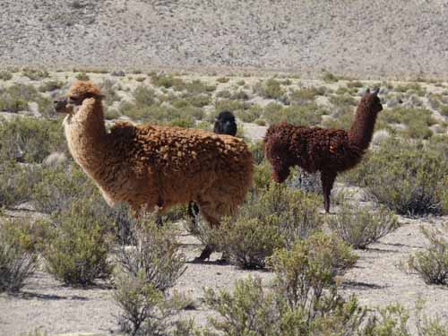 04-Chile-Putre-Lauca-Surire-228