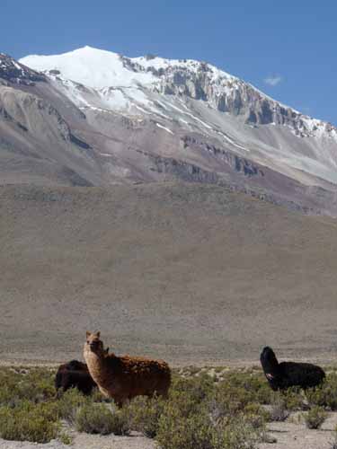 04-Chile-Putre-Lauca-Surire-231