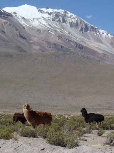 04-Chile-Putre-Lauca-Surire-232