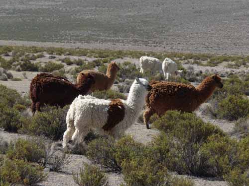 04-Chile-Putre-Lauca-Surire-234