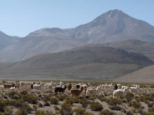 04-Chile-Putre-Lauca-Surire-246