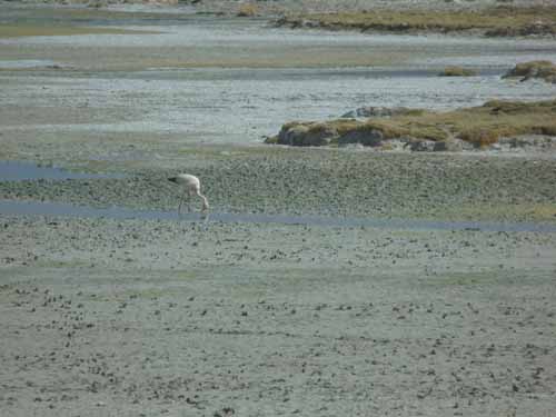 04-Chile-Putre-Lauca-Surire-254