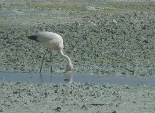 04-Chile-Putre-Lauca-Surire-254a