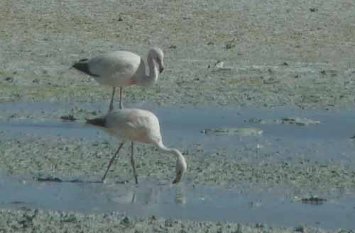 04-Chile-Putre-Lauca-Surire-255a