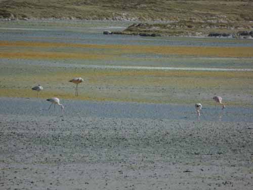 04-Chile-Putre-Lauca-Surire-256