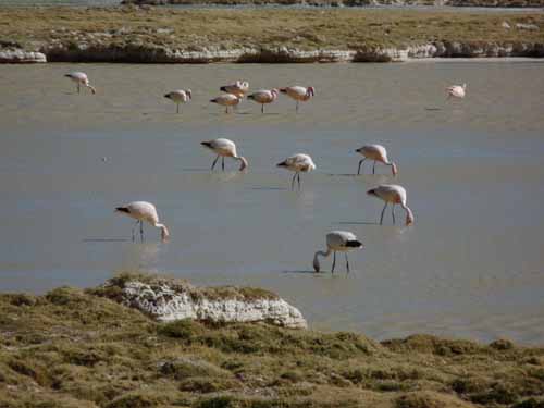 04-Chile-Putre-Lauca-Surire-270