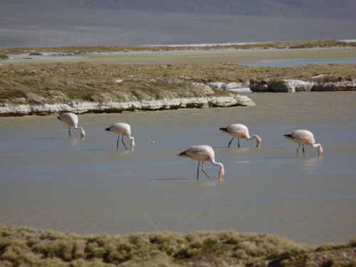 04-Chile-Putre-Lauca-Surire-276