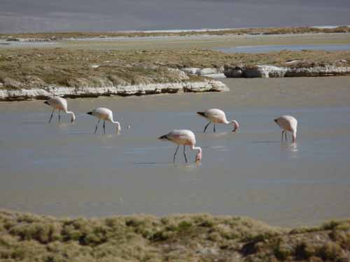 04-Chile-Putre-Lauca-Surire-277
