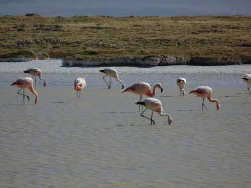 04-Chile-Putre-Lauca-Surire-279