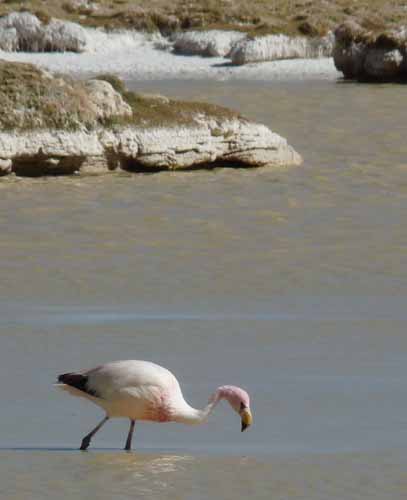 04-Chile-Putre-Lauca-Surire-280a