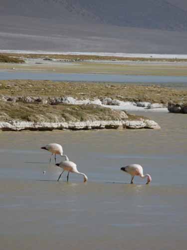 04-Chile-Putre-Lauca-Surire-281