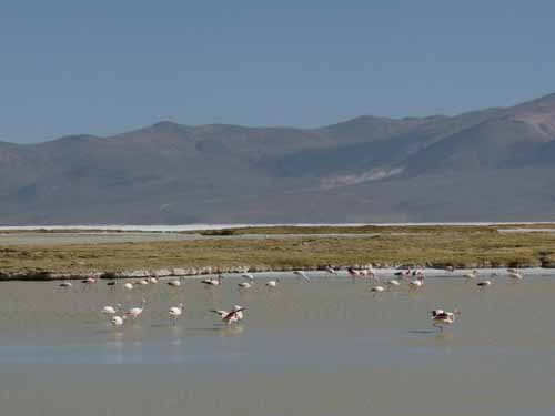 04-Chile-Putre-Lauca-Surire-284