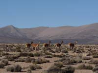 04-Chile-Putre-Lauca-Surire-007