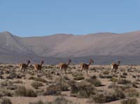 04-Chile-Putre-Lauca-Surire-008
