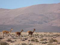 04-Chile-Putre-Lauca-Surire-009