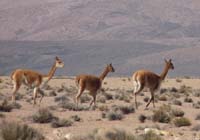 04-Chile-Putre-Lauca-Surire-009a