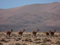 04-Chile-Putre-Lauca-Surire-010