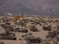 04-Chile-Putre-Lauca-Surire-012