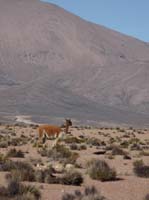 04-Chile-Putre-Lauca-Surire-013
