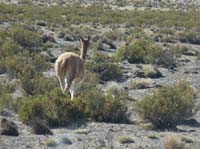 04-Chile-Putre-Lauca-Surire-014