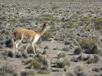 04-Chile-Putre-Lauca-Surire-015
