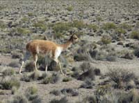 04-Chile-Putre-Lauca-Surire-016