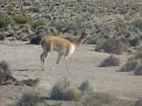 04-Chile-Putre-Lauca-Surire-017