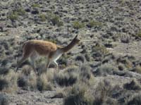 04-Chile-Putre-Lauca-Surire-018