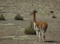 04-Chile-Putre-Lauca-Surire-036