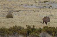 04-Chile-Putre-Lauca-Surire-038b